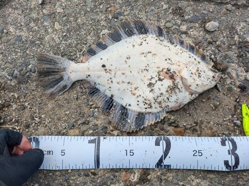 カワガレイの釣果