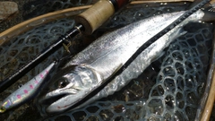 アマゴの釣果