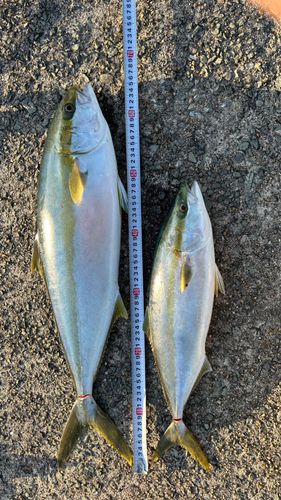 ヒラマサの釣果
