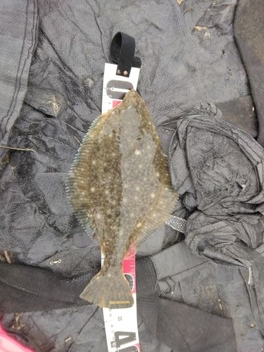 イシガレイの釣果