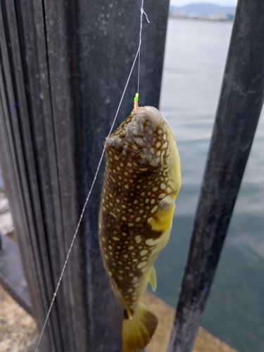 フグの釣果