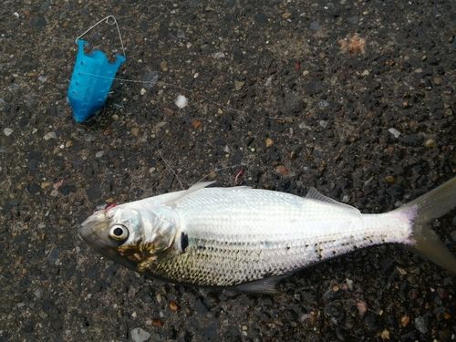 コノシロの釣果