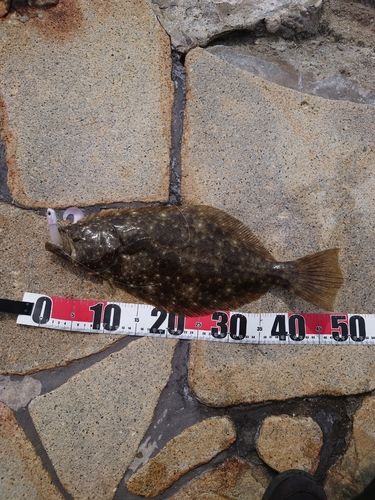 ヒラメの釣果