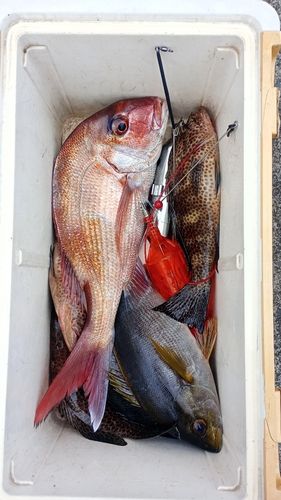マダイの釣果