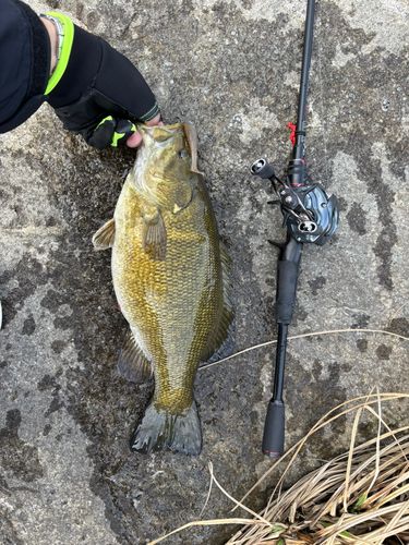 スモールマウスバスの釣果