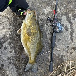 スモールマウスバス