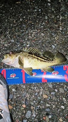 シマゾイの釣果