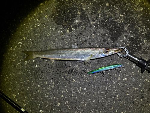カマスの釣果