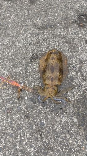 アオリイカの釣果
