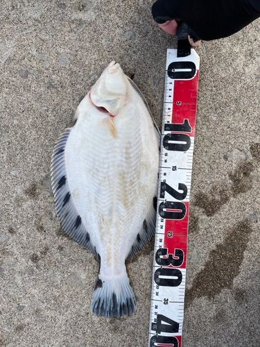 クロガシラガレイの釣果