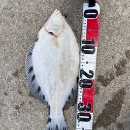 クロガシラガレイ