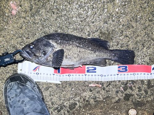 クロソイの釣果