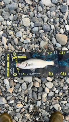 ヒラスズキの釣果