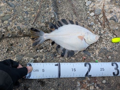 カワガレイの釣果