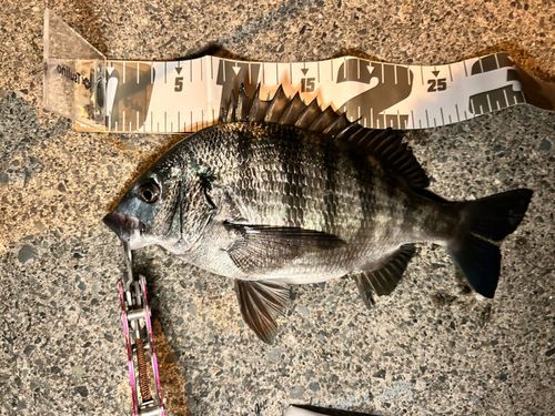 クロダイの釣果