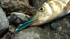 ニゴイの釣果