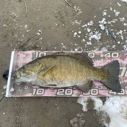 ブラックバス