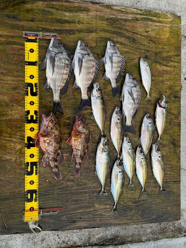 クロダイの釣果