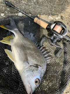 キビレの釣果