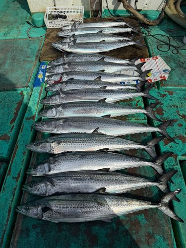 サワラの釣果