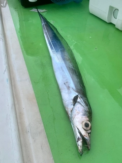 タチウオの釣果