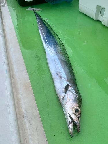 タチウオの釣果