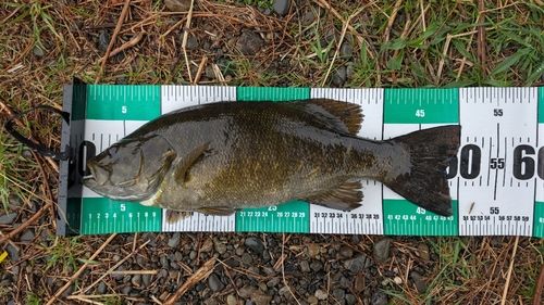 スモールマウスバスの釣果