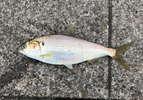 コノシロの釣果