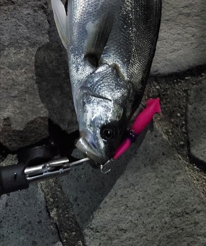 セイゴ（マルスズキ）の釣果