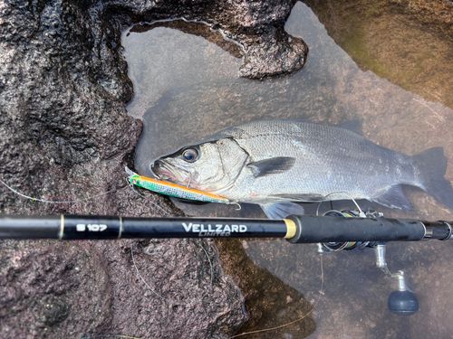 ヒラスズキの釣果