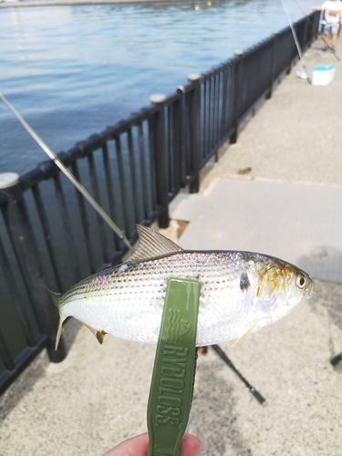 コノシロの釣果