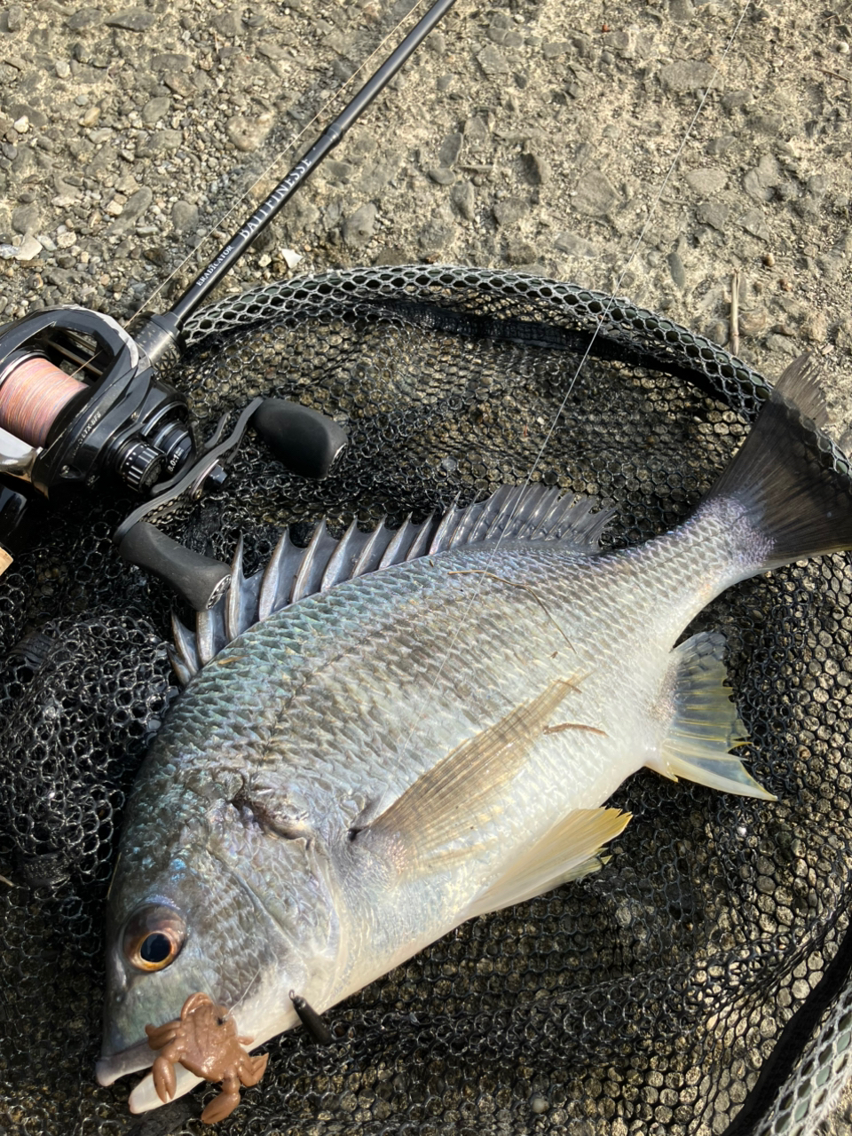 AbuGarcia エラディケーター ベイトフィネス EBTC-70LT-STの最