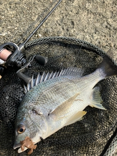 キビレの釣果