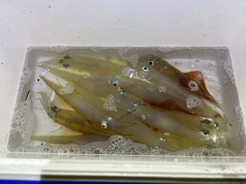 ヤリイカの釣果