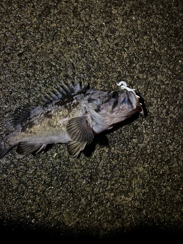 クロソイの釣果