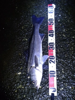 フッコ（マルスズキ）の釣果