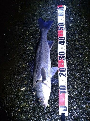 フッコ(マルスズキ)の釣果