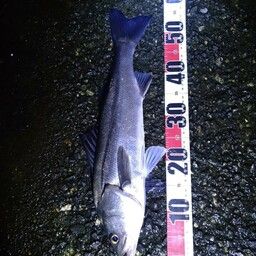 フッコ（マルスズキ）