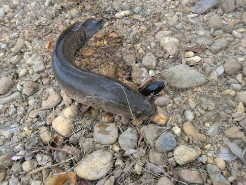ライギョの釣果