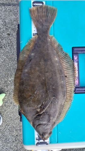 マコガレイの釣果