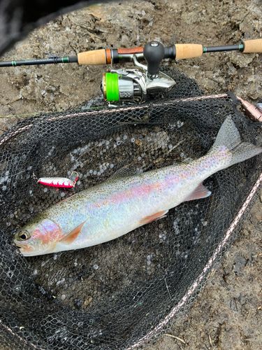 ニジマスの釣果