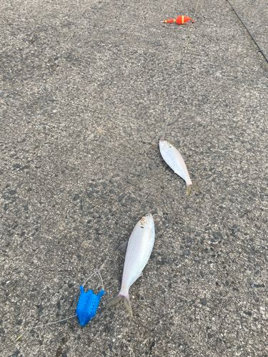 コノシロの釣果
