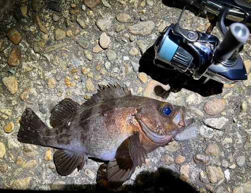 シロメバルの釣果
