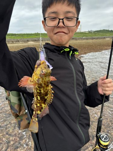 イソゴンベの釣果