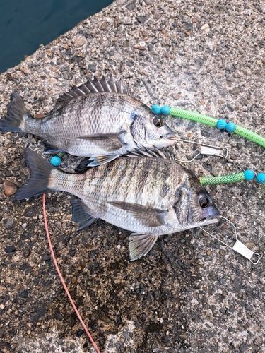 チヌの釣果