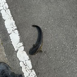 マナマズ
