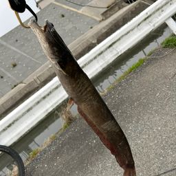 マナマズ