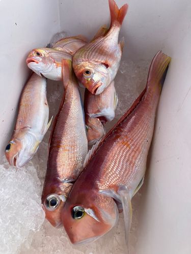 アカアマダイの釣果