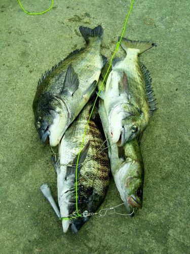 クロダイの釣果