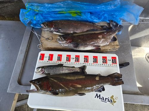 ホウライマスの釣果